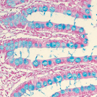 Histologie