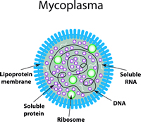 Mycoplasma: Detection & Elimination