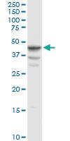 Anti-ERP44 Rabbit Polyclonal Antibody