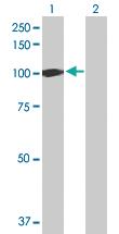 Anti-UBA7 Rabbit Polyclonal Antibody