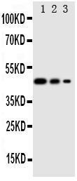 Anti-Cullin 2 Rabbit Polyclonal Antibody