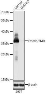 Western blot analysis of extracts from normal (control) and Emerin/Emerin/EMD knockout (KO) 293T cells, using Anti-Emerin Antibody (A92894) at 1:1000 dilution