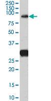 Anti-FOXP2 Goat Polyclonal Antibody