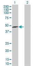 Anti-ERP44 Rabbit Polyclonal Antibody