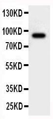 Anti-Cullin 2 Rabbit Polyclonal Antibody