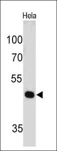 Western blot analysis of HeLa cell lysate using Anti-PAX7 Antibody [PAX7/497]