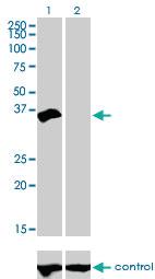 Anti-HOXD8 Mouse Monoclonal Antibody [clone: 10F8]