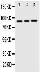 Anti-Cullin 2 Rabbit Polyclonal Antibody