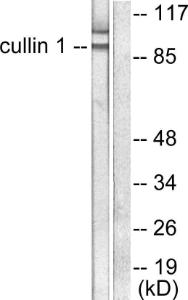 Western blot analysis of lysates from HeLa cells using Anti-Cullin 1 Antibody. The right hand lane represents a negative control, where the Antibody is blocked by the immunising peptide