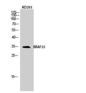 Western blot analysis of AD293 cells using Anti-HMG20B Antibody