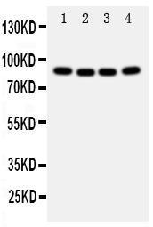 Anti-Cullin 2 Rabbit Polyclonal Antibody