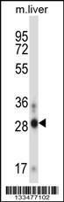 Anti-ATOH8 Rabbit Polyclonal Antibody