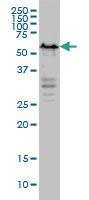 Anti-YY1 Mouse Monoclonal Antibody [clone: 4D2]