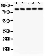 Anti-SOX5 Rabbit Polyclonal Antibody