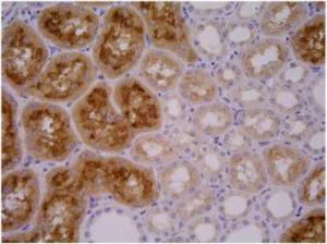 Anti-PSMA/FOLH1/NAALADase I Mouse Monoclonal Antibody [clone: GCP-04]