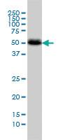 Anti-CANT1 Mouse Monoclonal Antibody [clone: 2D3]