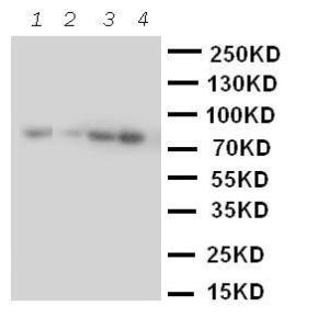 Anti-Cullin 2 Rabbit Polyclonal Antibody