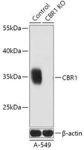 Western blot analysis of extracts from normal (control) and CBR1 knockout (KO) A-549 cells, using Anti-CBR1 Antibody (A92896) at 1:3,000 dilution