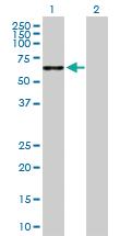 Anti-TPTE Mouse Polyclonal Antibody