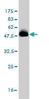 Anti-SCAND1 Mouse Monoclonal Antibody [clone: 2F11]