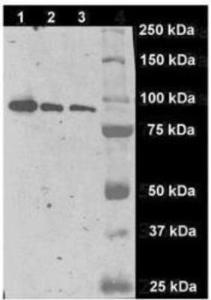 Anti-PSMA/FOLH1/NAALADase I Mouse Monoclonal Antibody [clone: GCP-04]