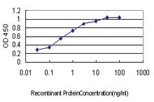 Anti-HOXD8 Mouse Monoclonal Antibody [clone: 10F8]