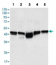 Anti-GSK3B Mouse Monoclonal Antibody [clone: 3D10]