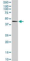 Anti-ERP44 Rabbit Polyclonal Antibody