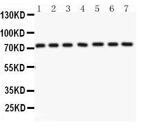 Anti-Lamin A/C Polyclonal Antibody