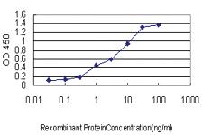 Anti-CANT1 Mouse Monoclonal Antibody [clone: 2D3]