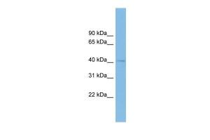 Anti-BHMT2 Rabbit Polyclonal Antibody