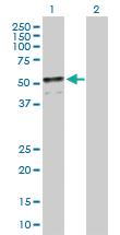 Anti-PLIN2 Mouse Polyclonal Antibody