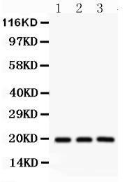 Anti-SFRS3 Rabbit Polyclonal Antibody