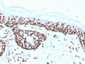 Immunohistochemical analysis of formalin-fixed, paraffin-embedded human skin using Anti-Nucleophosmin Antibody [rNPM1/1901]