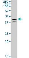 Anti-PLIN2 Mouse Polyclonal Antibody