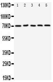 Anti-CD274 Rabbit Polyclonal Antibody