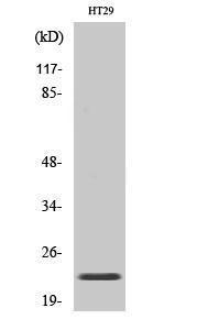 Western blot analysis of various cells using Anti-CHP2 Antibody