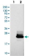 Anti-PRAP1 Rabbit Polyclonal Antibody