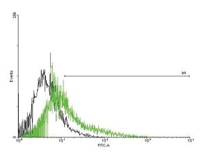 Anti-TPTE Mouse Polyclonal Antibody