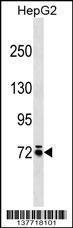 Anti-MOXD1 Rabbit Polyclonal Antibody (APC (Allophycocyanin))