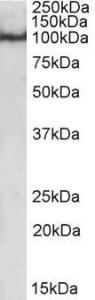 Anti-POU2F1 Antibody (A84809) (0.5 µg/ml) staining of nuclear HeLa lysate (35 µg protein in RIPA buffer). Primary incubation was 1 hour. Detected by chemilu minescence