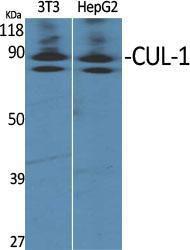 Western blot analysis of various cells using Anti-Cullin 1 Antibody