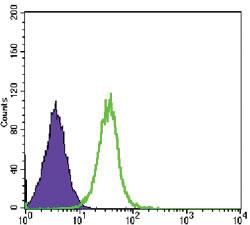 Anti-GSK3B Mouse Monoclonal Antibody [clone: 3D10]