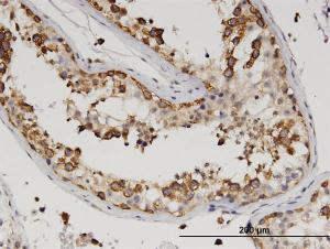 Anti-ZBP1 Mouse Monoclonal Antibody [clone: 2C10]