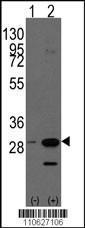 Anti-PHB Rabbit Polyclonal Antibody (AP (Alkaline Phosphatase))