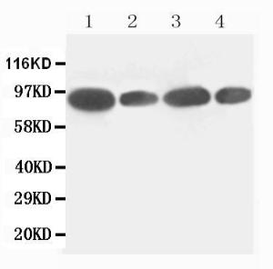 Anti-FES Rabbit Polyclonal Antibody