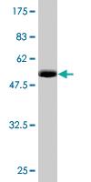 Anti-RNF114 Mouse Monoclonal Antibody [clone: S2]