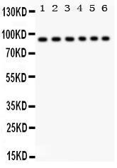 Anti-STAT3 Rabbit Polyclonal Antibody