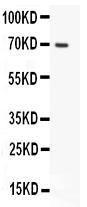 Anti-Mucin 5AC Polyclonal Antibody