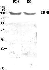 Western blot analysis of various cells using Anti-GPRIN1 Antibody